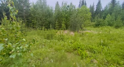 Купить земельный участок на улице Еловая г. Озерный. Фотография №4