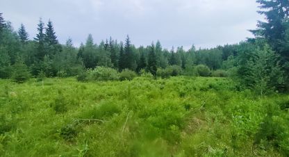 Купить земельный участок в г. Озерный. Фотография №3