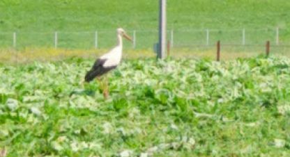 Продаётся земельный участок в г. Можайск. Фотография №7 Продаётся земельный участок в г. Можайск. Фотография №7