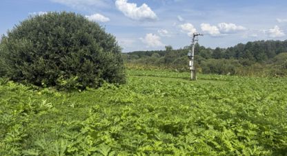 Купить земельный участок в г. Казариново д. Фотография №2 Купить земельный участок в г. Казариново д. Фотография №2