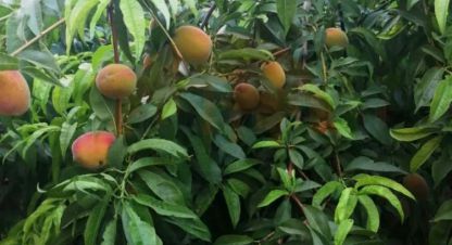 Купить квартиру 2-х комнатную, 31.5 кв. м., Россия, г. Охотниково . Фотография №9