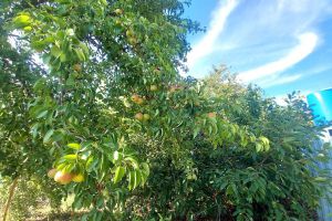 Продам коттедж/дачу 2-х комнатную с общей площадью 12м2, на улице 54-я, г. Волжский, Волгоградская обл., Россия, агентство Живем Дома Продам коттедж/дачу 2-х комнатную с общей площадью 12м2, на улице 54-я, г. Волжский, Волгоградская обл., Россия, агентство Живем Дома