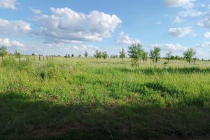 Продам земельный участок, на улице Абрикосовая, г. Снт родник сакмарского а, Оренбургская обл., Россия, агентство ЦН "Авега" Продам земельный участок, на улице Абрикосовая, г. Снт родник сакмарского а, Оренбургская обл., Россия, агентство ЦН "Авега"