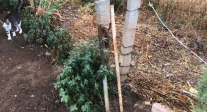 Купить земельный участок на улице Строительный г. Пгт новофедоровка. Фотография №5