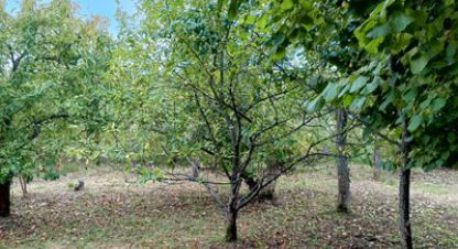 Купить земельный участок на улице 13-я линия г. Пески тер снт. Фотография №4