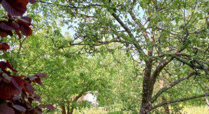 Купить земельный участок, Россия, г. Пески тер снт. Фотография №10