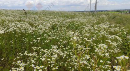 Купить земельный участок в г. Горный сад тер. Фотография №2