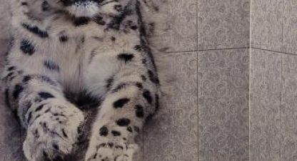 Купить 2-х комнатную квартиру на улице Наймушина г. Усть-Илимск. Фотография №4 Купить 2-х комнатную квартиру на улице Наймушина г. Усть-Илимск. Фотография №4